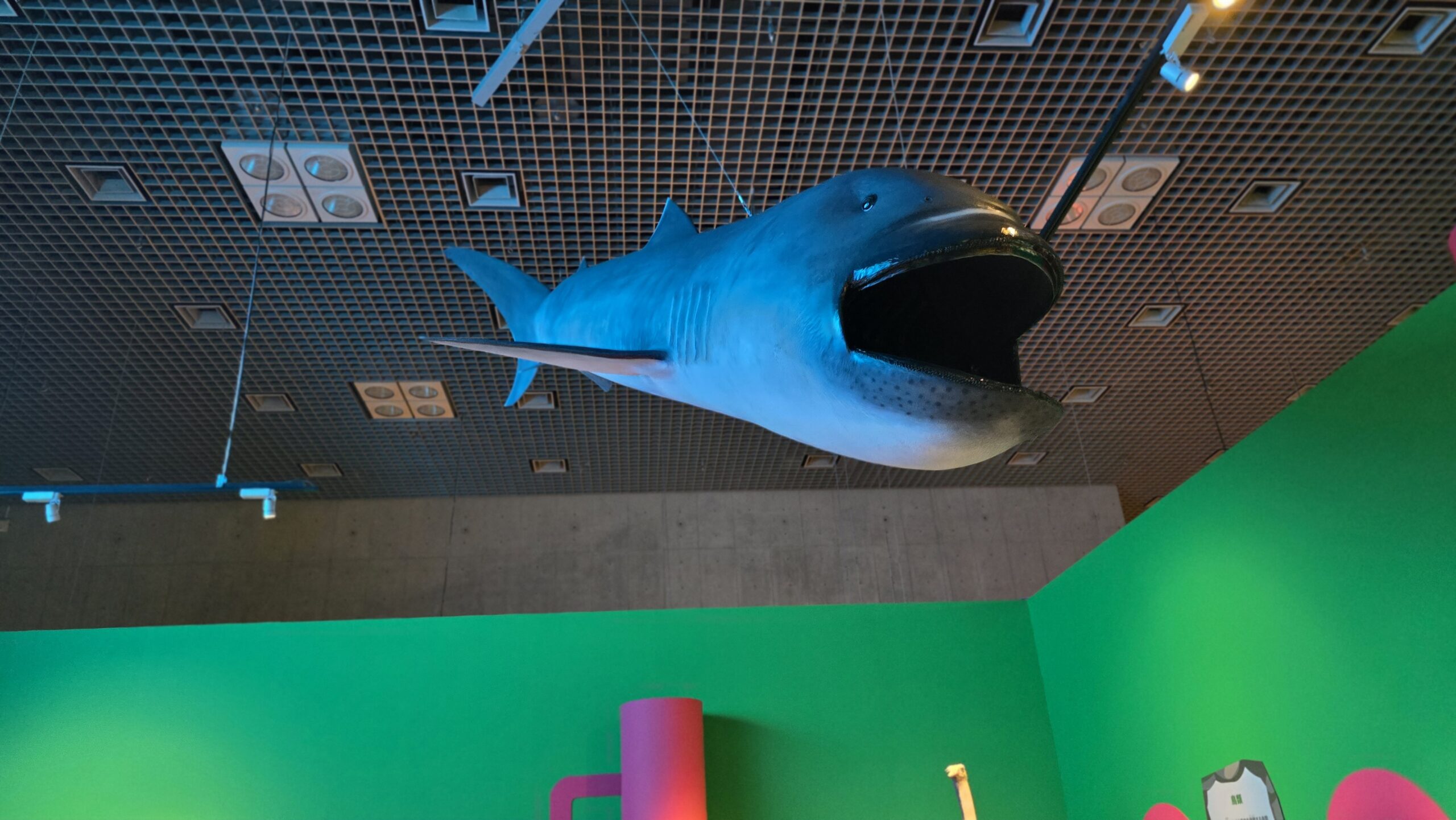 いきもの超ワールド展 口を開けたメガマウスザメの吊り下げ標本