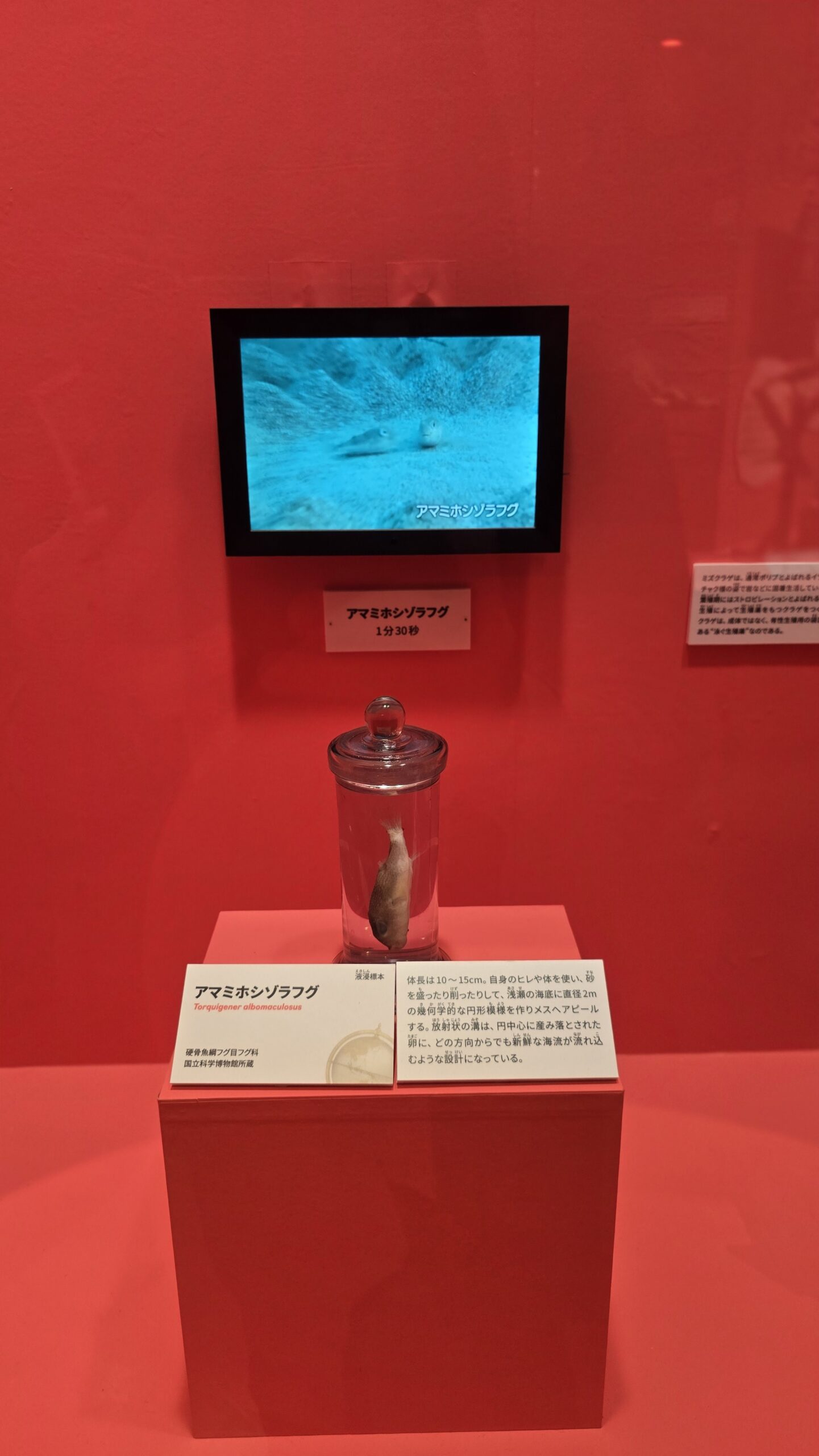 いきもの超ワールド展 アマミホシゾラフグの液浸標本とミステリーサークル映像