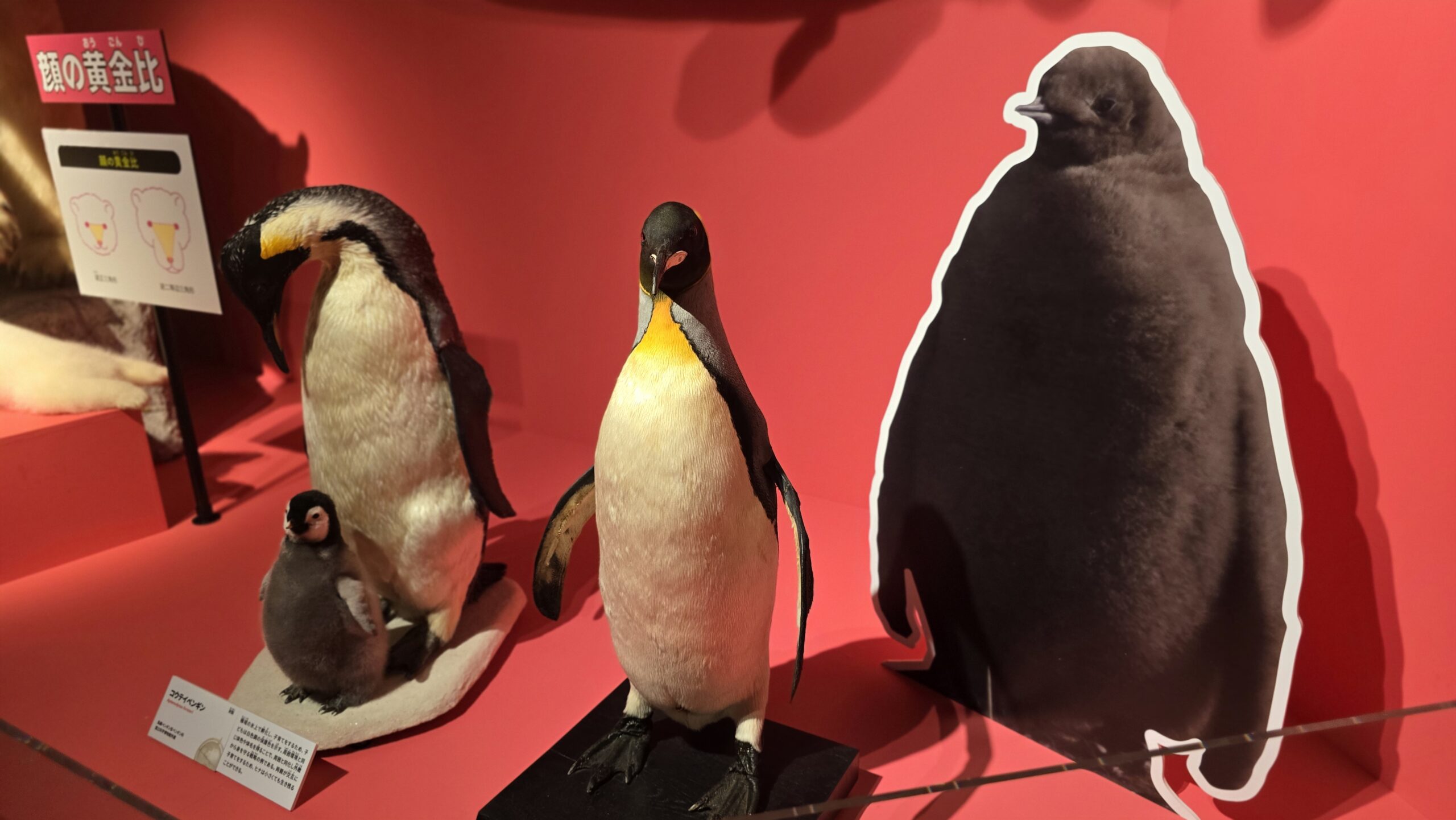 いきもの超ワールド展 コウテイペンギン親子とオウサマペンギンの剥製