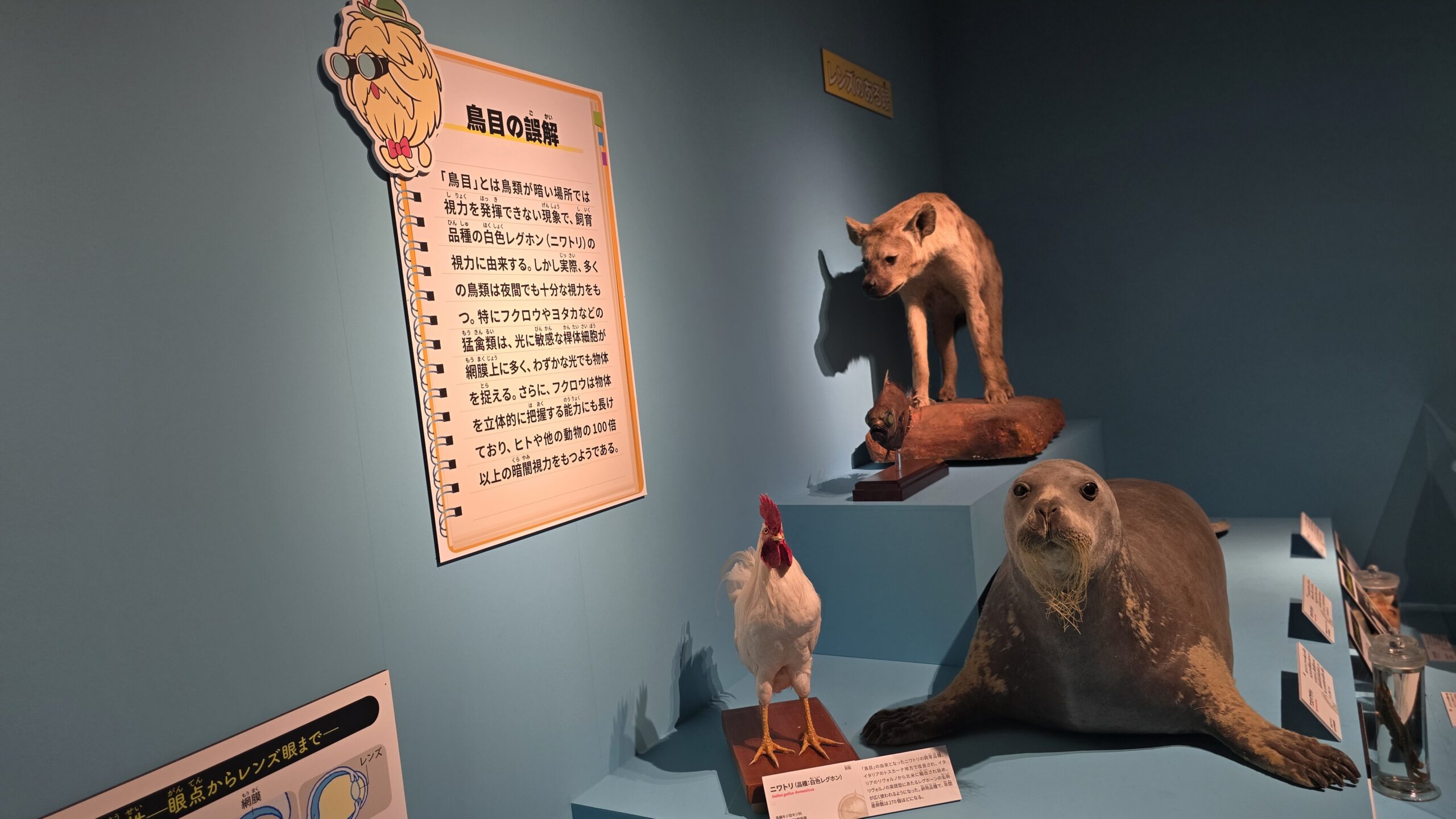 いきもの超ワールド展 鳥目の誤解を紹介する視覚コーナーの剥製