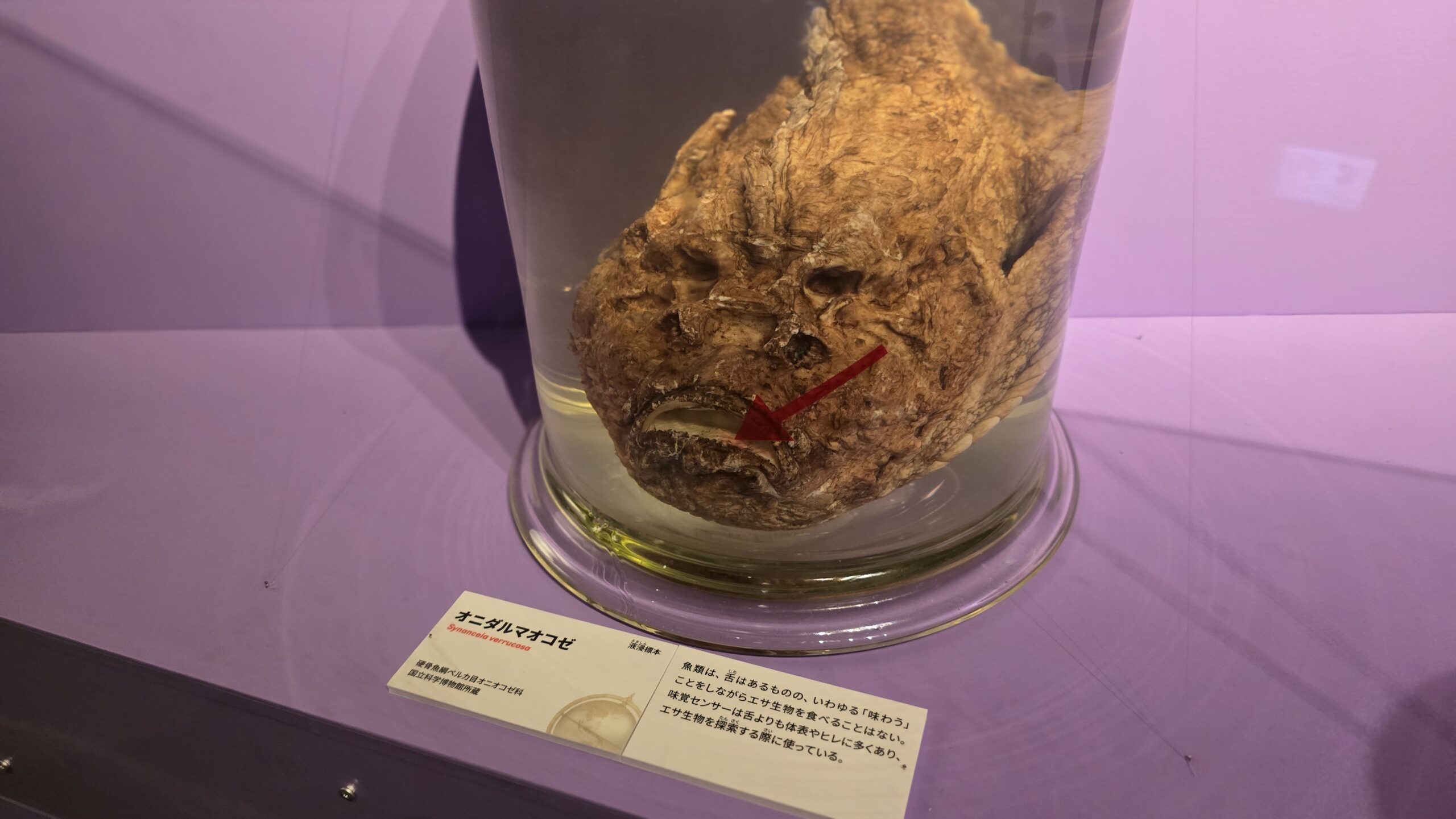 いきもの超ワールド展 オニダルマオコゼの液浸標本