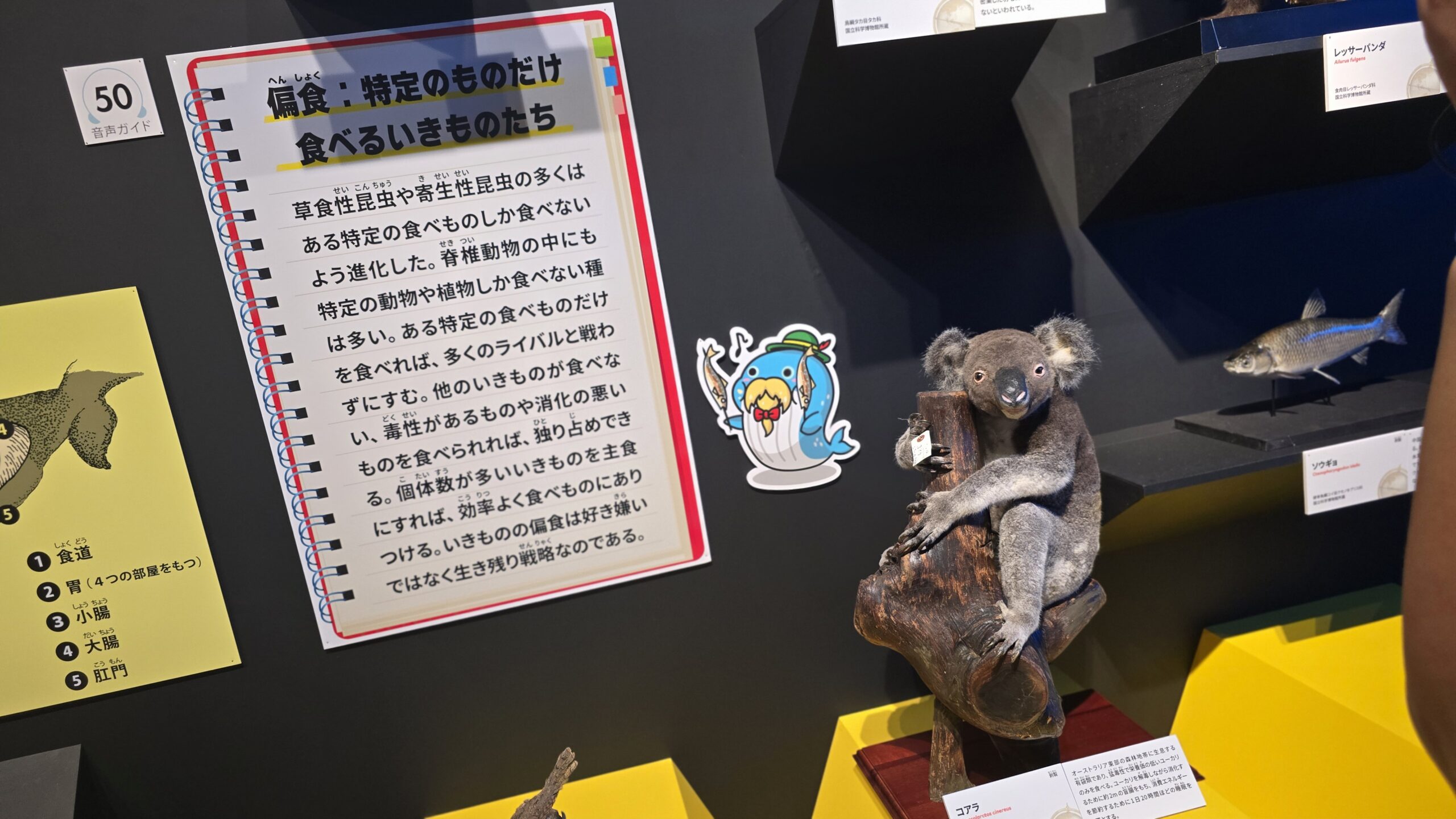 いきもの超ワールド展 コアラの剥製と偏食の解説